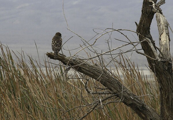 drought-ca-refuges-4-10-14-thumb-600x416-72014