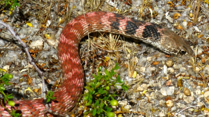 Coachwhip, a.k.a. red racer snake | Photo: Joshua Tree National Park