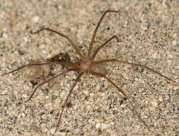 Loxosceles deserta, the Desert Recluse | Creative Commons photo by Lynette Schimming