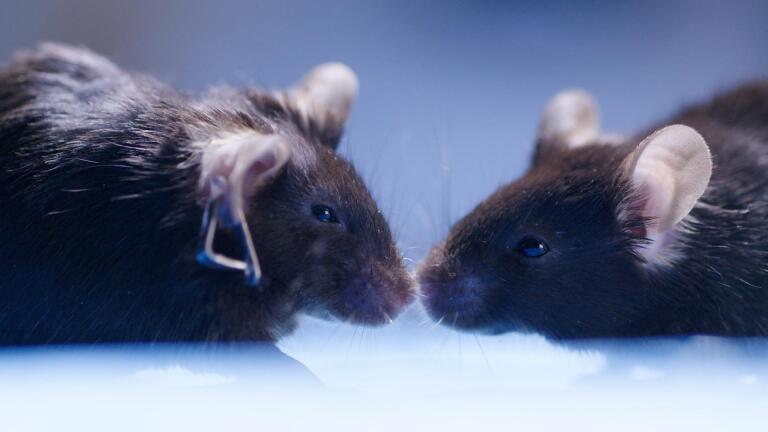 Cannabis Reverses Brain Aging in Mice