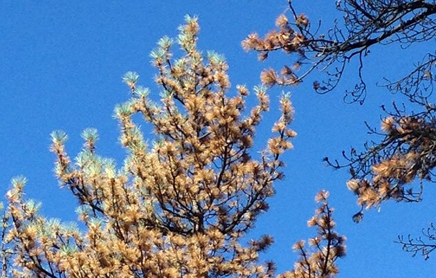 jeffrey-pine-flush-10-27-15-thumb-630x402-98596