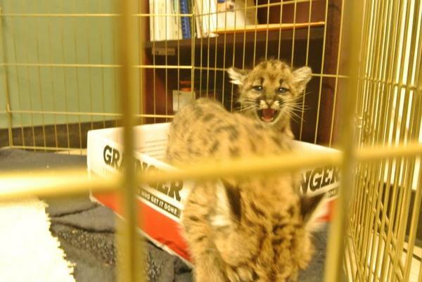 meow-puma-11-25-13-thumb-600x401-64566
