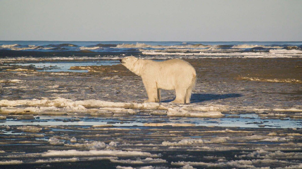 A polar bear in Alaska | Still from Earth Focus "Fueling Change: Alaskan Communities Divided Over Oil Drilling"