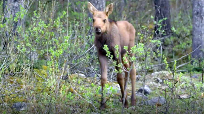 moose