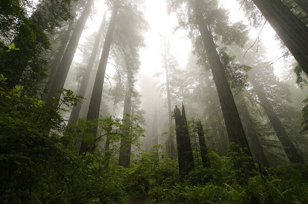 Del Norte Coast Redwoods State Park was one of the many state parks threatened by closure due to budget contraints in past years.