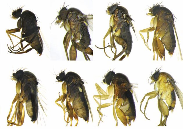 30-new-species-3-26-15-thumb-630x443-90130