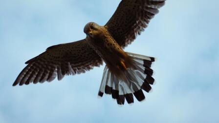 Kestrels in the Church