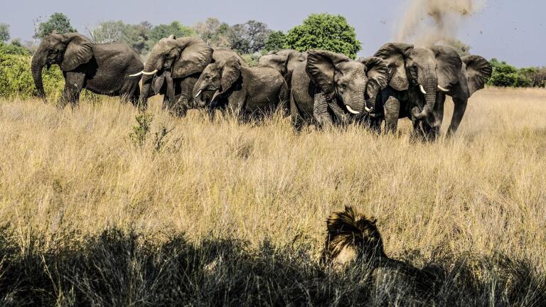 Elephants Mourn A Killed Buffalo