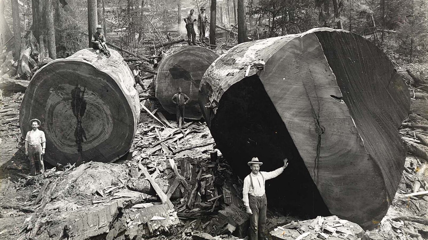 Redwood logging in Vance Woods