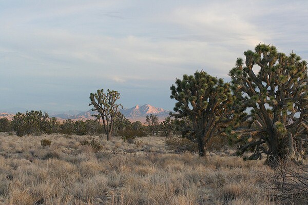 avikwame-2-21-13-thumb-600x400-45694