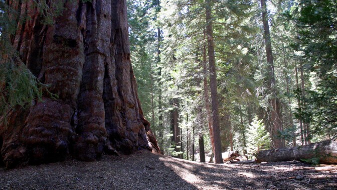 In a giant Sequoia grove | Photo: Melissa Wiese, some rights reserved