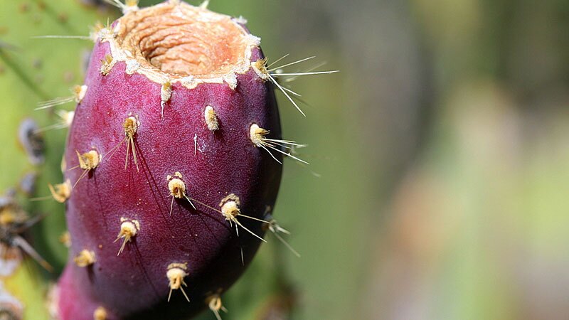 Prickly Pear