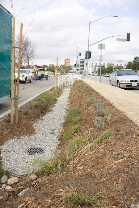 A clue to the median's infiltration features. Over the next months, the median will become greener as the native plants mature