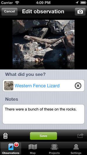 Image: iNaturalist