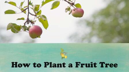 How to Plant a Fruit Tree