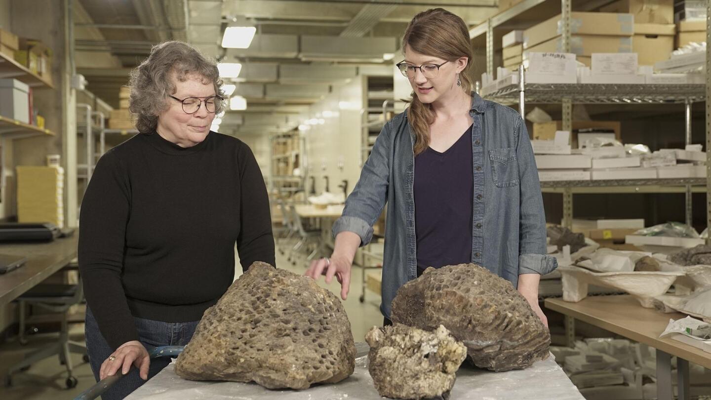 tiny-teeth-fearsome-beasts.jpg