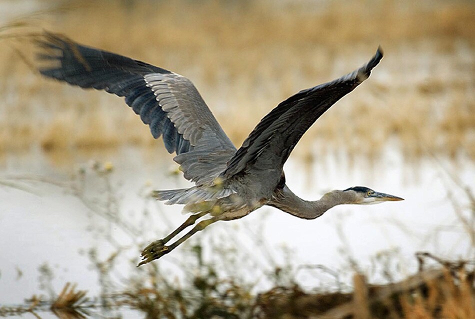 Blue Heron in Flight