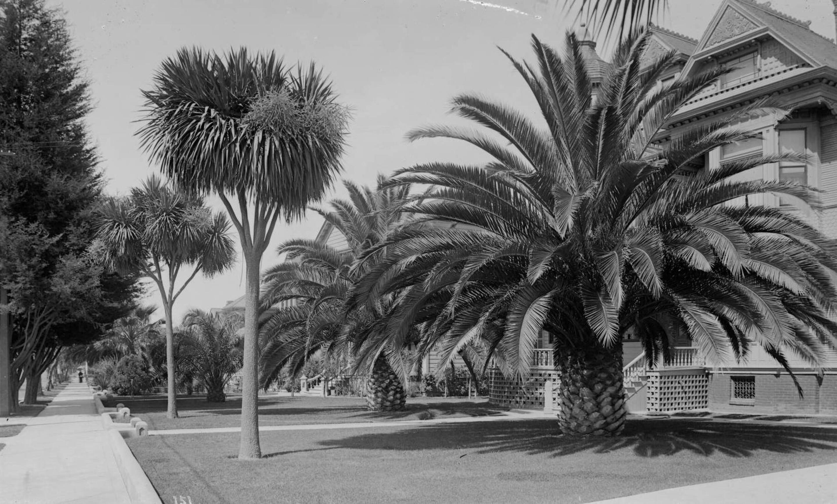 A Brief History of Palm Trees in Southern California KCET