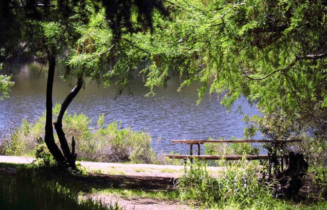 A picnic table sits beneath the shade of a tree with low-hanging branches. Beyond the picnic table is an unpaved trail and beyond that, a portion of a lake is visible.