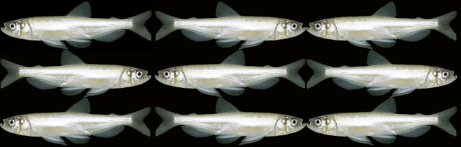 Longfin smelts | Original photo: U.S. Bureau of Reclamation