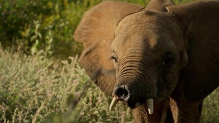 Meet Long'uro, the Elephant Who Lost His Trunk