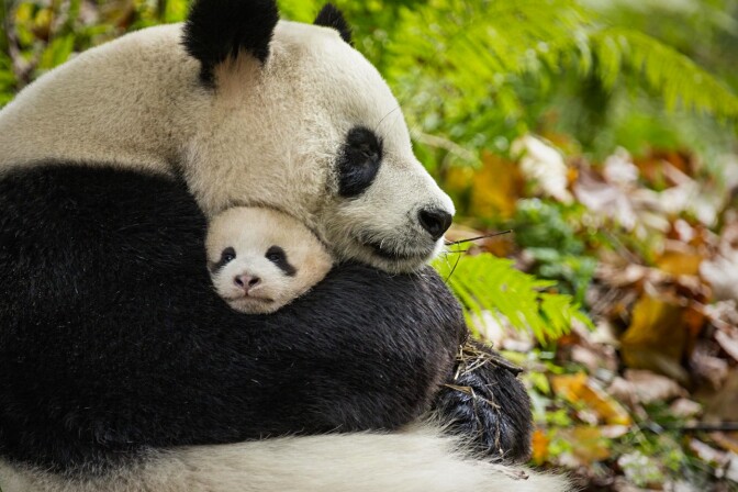 Disneynature's "Born in China" captures pandas and other threatened wild life