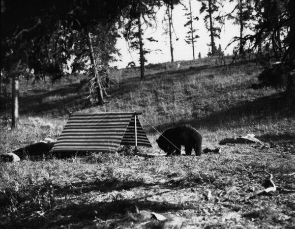 A black bear explores a tent. Courtesy of the Security Pacific National Bank Collection, Los Angeles Public Library.