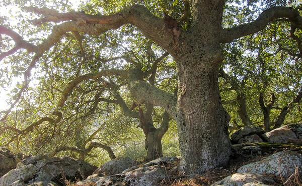 coast-live-oak-5-13-14-thumb-600x371-73909