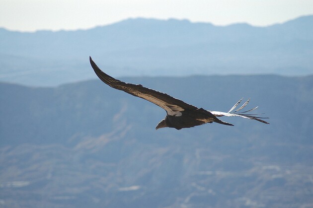 condor-soaring-1-27-16-thumb-630x419-101068.jpg