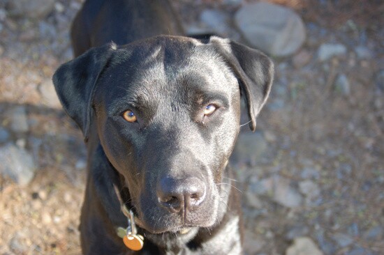 nyxo-dog-poisoned-2-14-14-thumb-600x399-68720