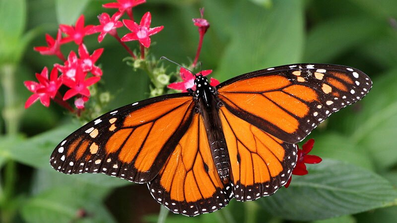 An adult monarch feeding on milkweed | Photo: Ken Slade, some rights reserved