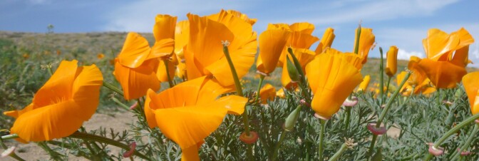 Antelope Valley California Poppy Reserve