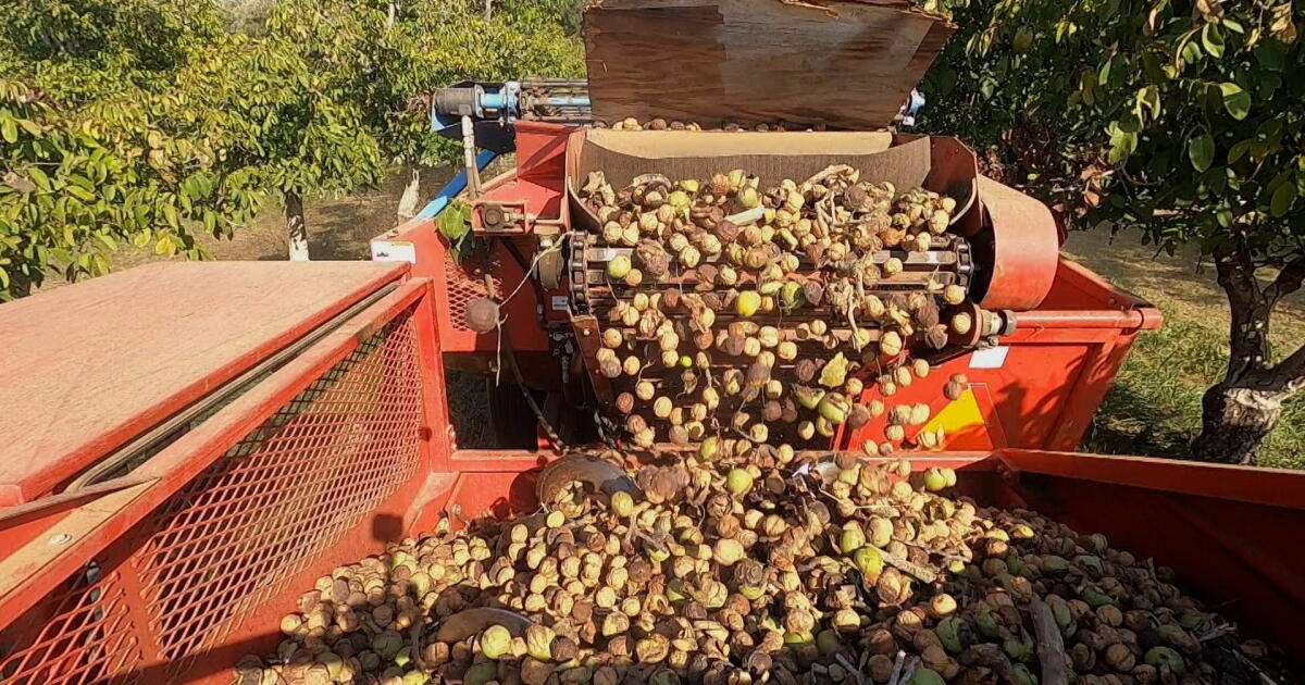 Watch Sustainable Walnut Farm | America's Heartland | PBS SoCal