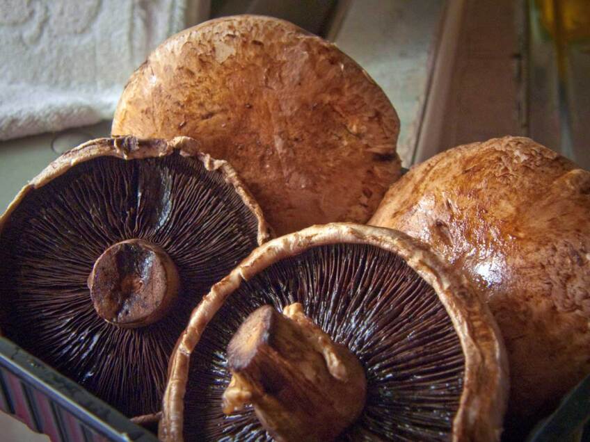 Portobello mushrooms | awee_19/Flickr/Creative Commons (CC BY-NC-ND 2.0)