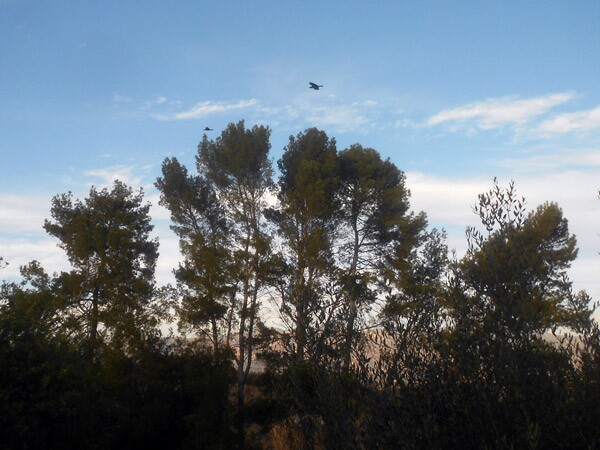 As the crow flies -- at Ernest E. Debs Regional Park.