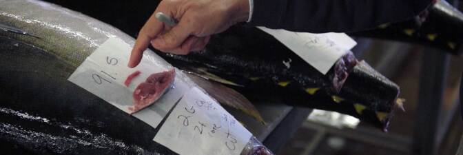 Seafood purveyor in San Diego grading the quality of the fish with a tail cut. | Earth focus