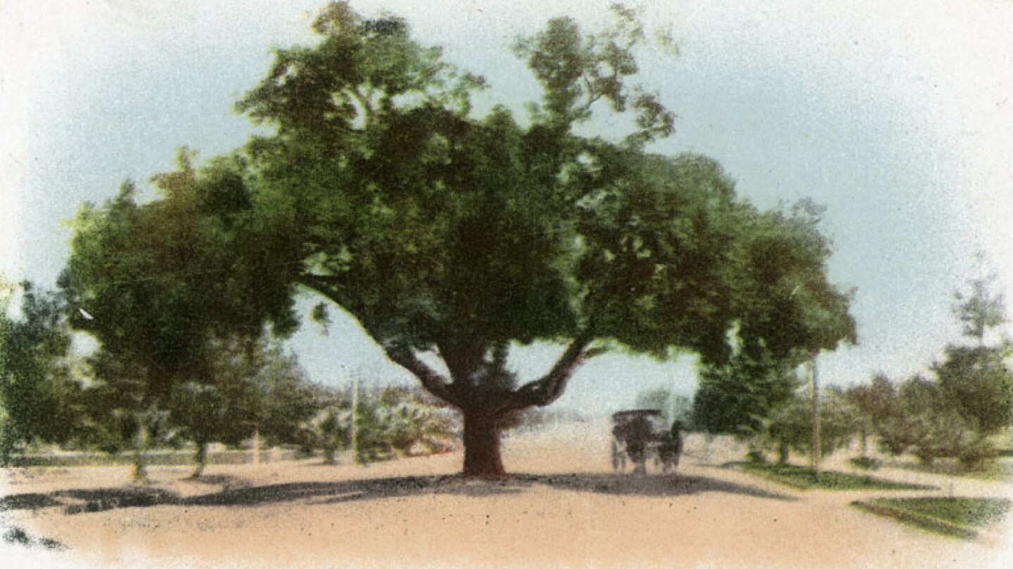 A carriage passes beneath an oak tree in the middle of Pasadena's Orange Grove Avenue
