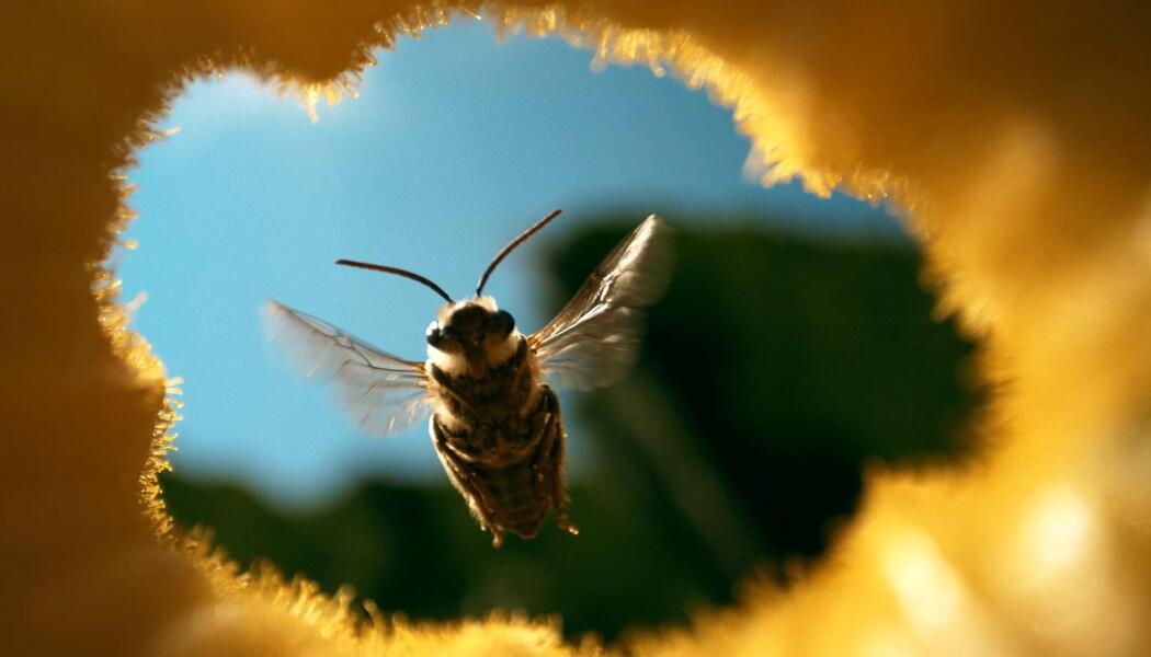 The Honey Trap