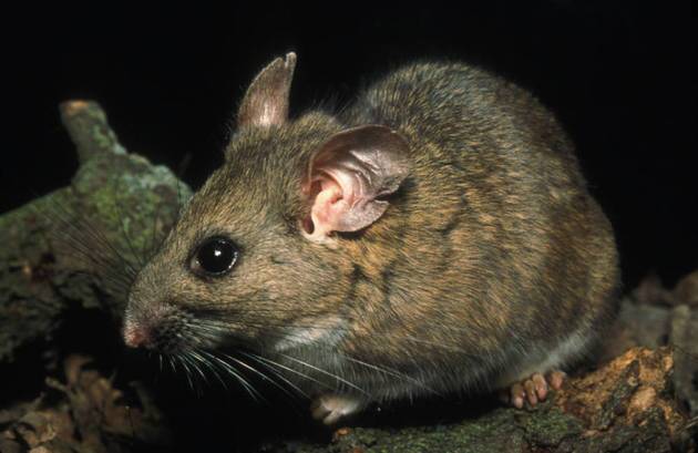 Riparian_woodrat-thumb-630x409-95099