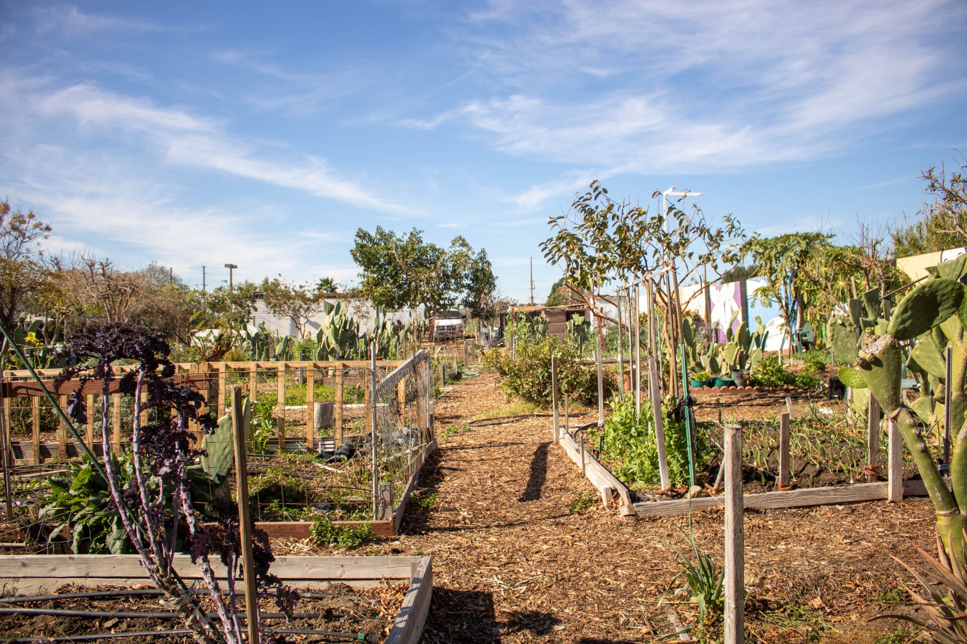 A walkway between various gardening plots divided by wire fencing and wood trim.