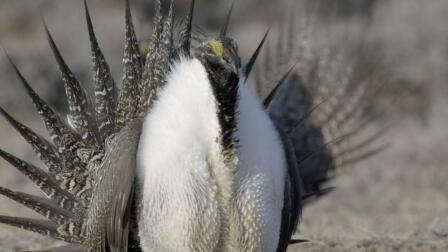 Sage-Grouse Display Lekking Behavior 