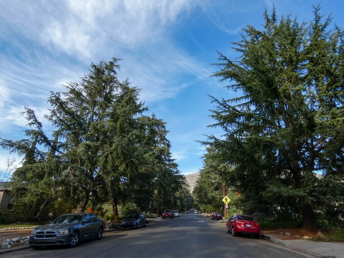 Tall green cedar trees line a long road. Various cars are sporadically parked on the curb. Beyond the road is a tall mountain.