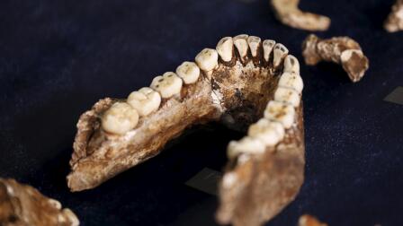 Long-lost human ancestor is greatest find in decades