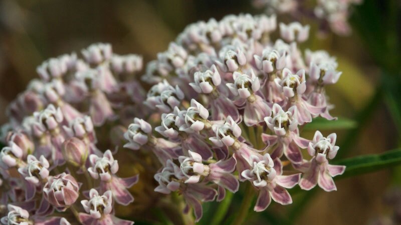 Narrow-leaf milkweed in bloom | Photo: Brent Miller, some rights reserved