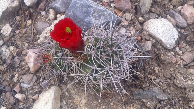 Small Mojave mound cactus in bloom | Photo: Chris Clarke