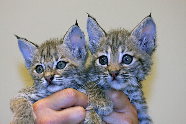 kittens2-thumb-630x420-99408