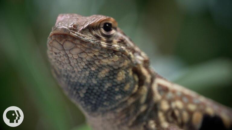 These Lizards Have Been Playing Rock-Paper-Scissors for 15 Million Years