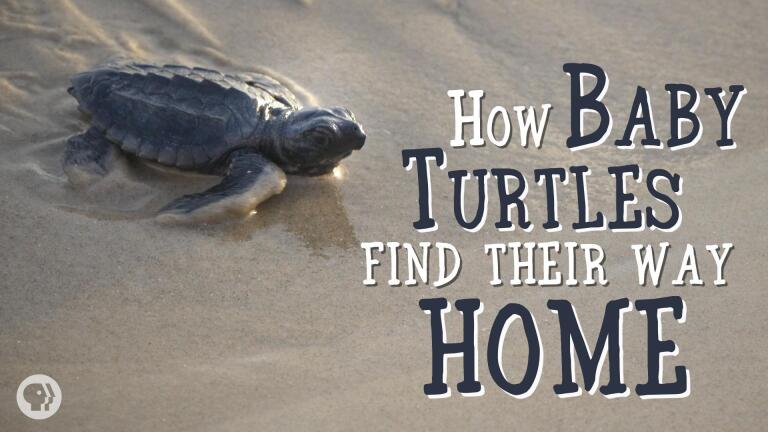 How Baby Sea Turtles Find Their Way Home