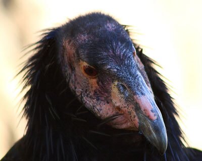 California Condor