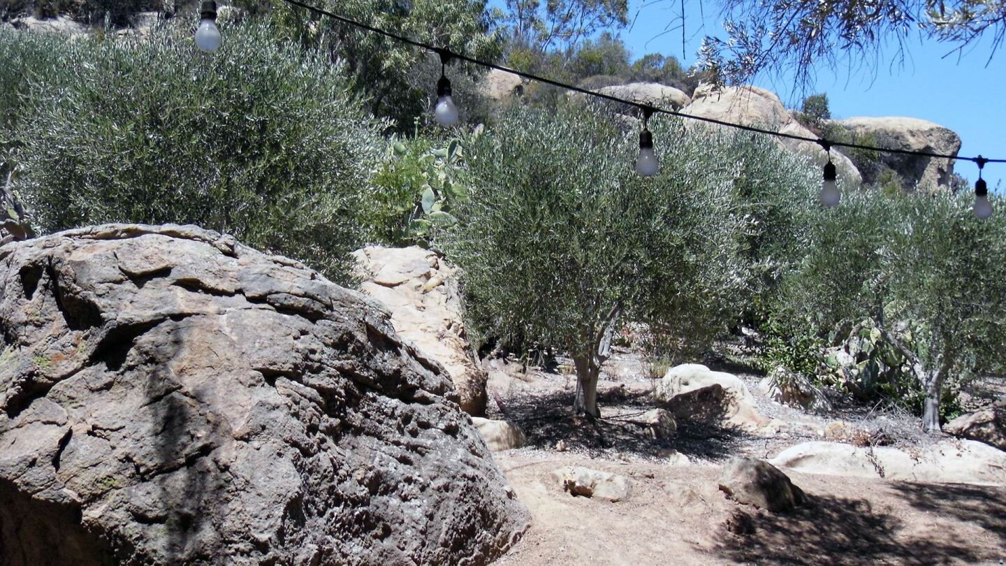 olive trees
